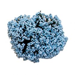 POM 12 UD-FLORECILLA PQE- AZUL